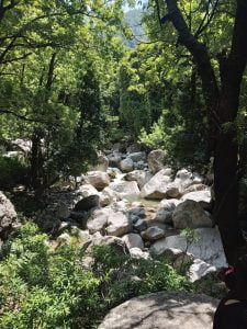 Lush green forest with a rocky stream bed on a trekking trail near Dharamsala
