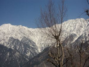 “Snow-covered Dhauladhar mountains framed by bare tree branches during winter in Himachal Pradesh.”