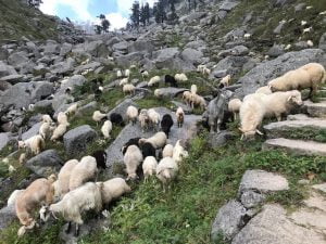 A large herd of sheep grazing among rocks and alpine meadows in the high-altitude Himalayan region of Himachal Pradesh