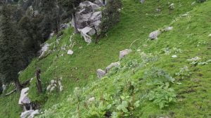 Green hillside with boulders and forest along a trekking trail in the Dhauladhar range, Himachal Pradesh