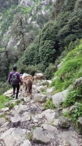 Trekker walking alongside pack mules on a rocky forest trail in the Himalayas of Himachal Pradesh