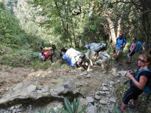 Trekkers and pack mules navigating a rugged forest trail in the Himalayas during a guided trek in Himachal Pradesh