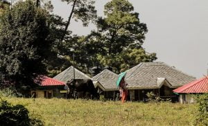 a cow standing in a field with a couple of buildings
