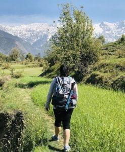 Female trekker walking through green fields with snow-covered Himalayan mountains in the background