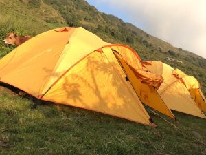 Bright yellow trekking tents set up on a mountain slope in Dharamsala